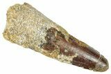Fossil Spinosaurus Tooth - Real Dinosaur Tooth #326258-1